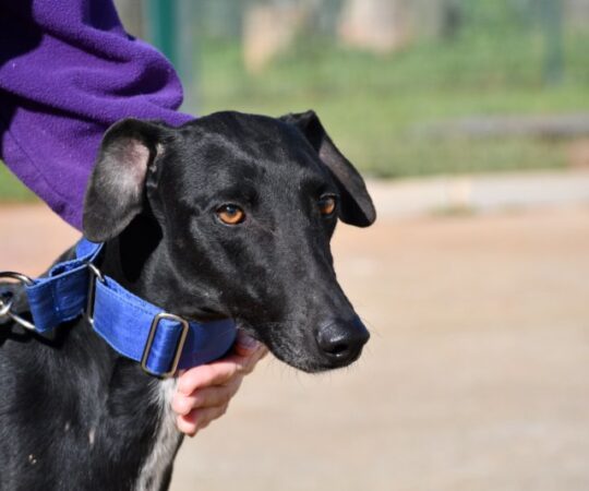 Suit (M) 2 ans 1/2 de refuge / FBM