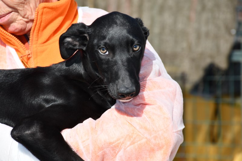Sushi / Chiot (M) / FBM Adopté
