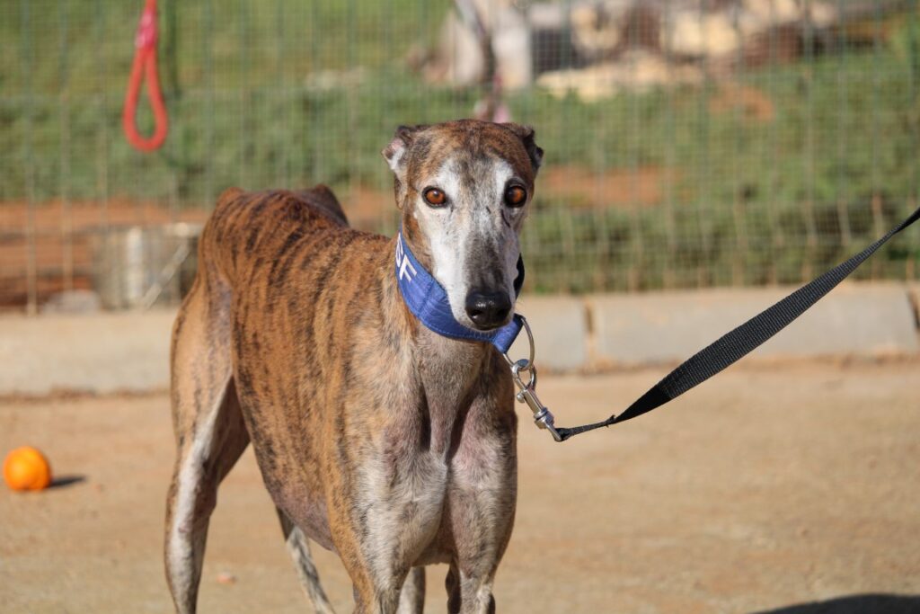 Troie ( M) / Senior / FBM (Adopté)