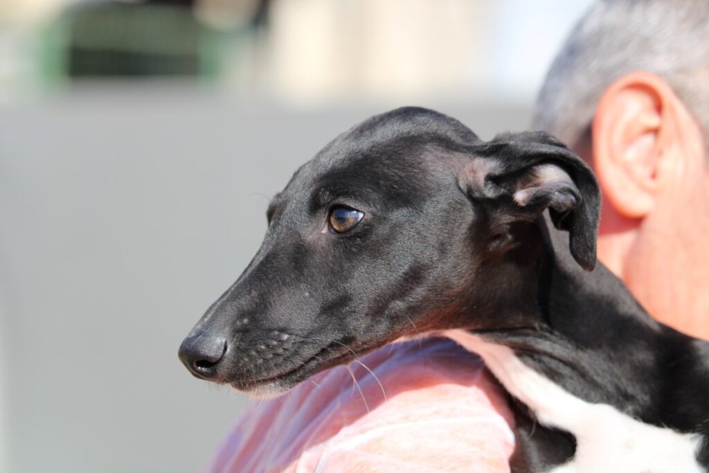 Youpi / Chiot ( M) / FBM Adopté