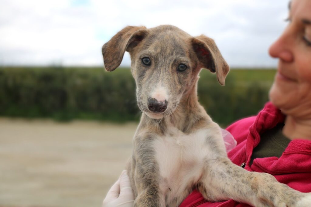 Bidule Chiot (M) / FBM Adopté
