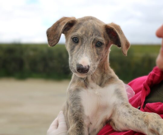 Bidule Chiot (M) / FBM Adopté