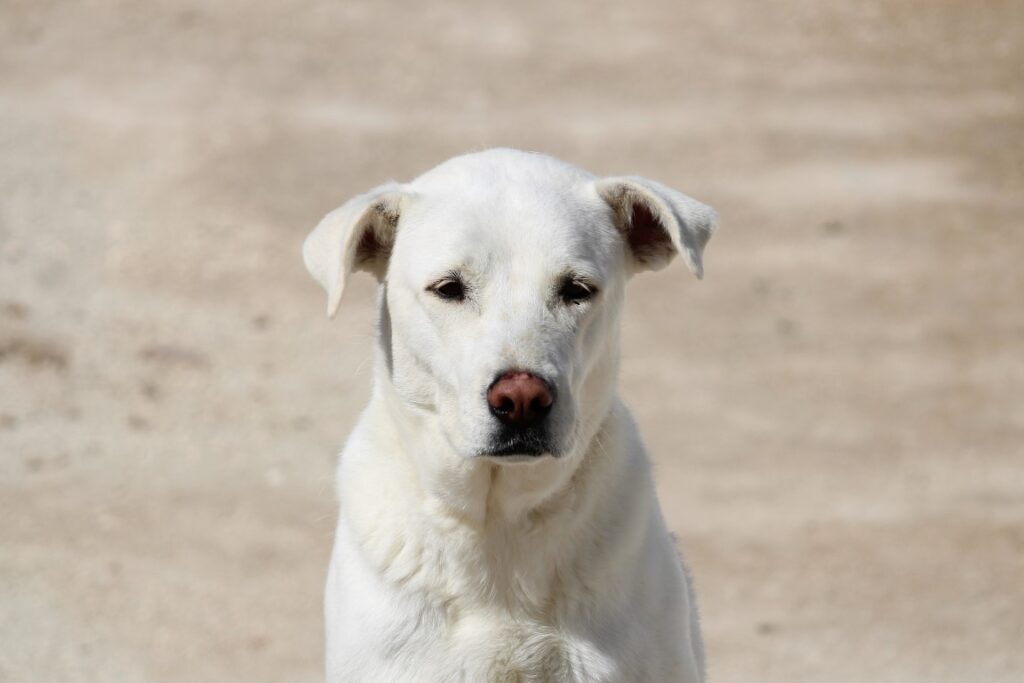Celta (F) Mastine X Labrador /  Ecija