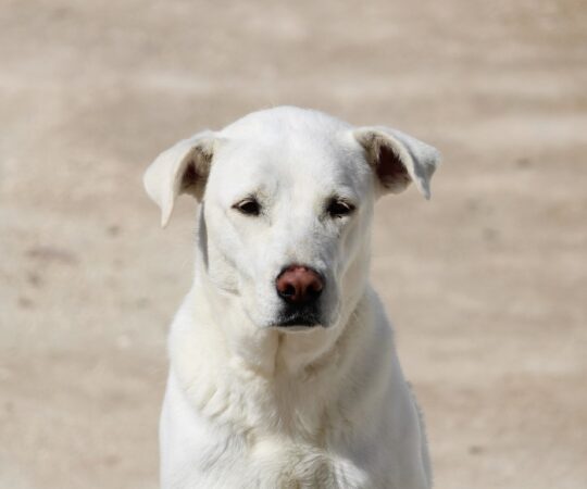 Celta (F) Mastine X Labrador /  Ecija