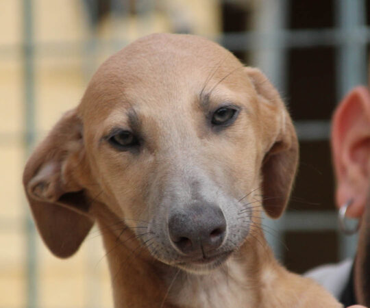 Choupette Chiot (F) / FBM Adoptée