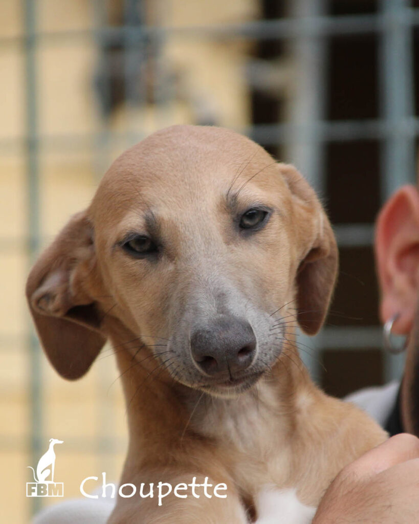 Choupette Chiot (F) / FBM Adoptée