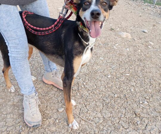 DONETE (M) / X-Podenco / Abyda