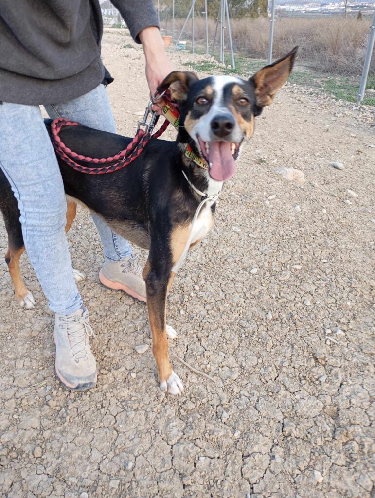 DONETE (M) / X-Podenco / Abyda