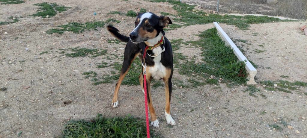DONETE (M) / X-Podenco / Abyda