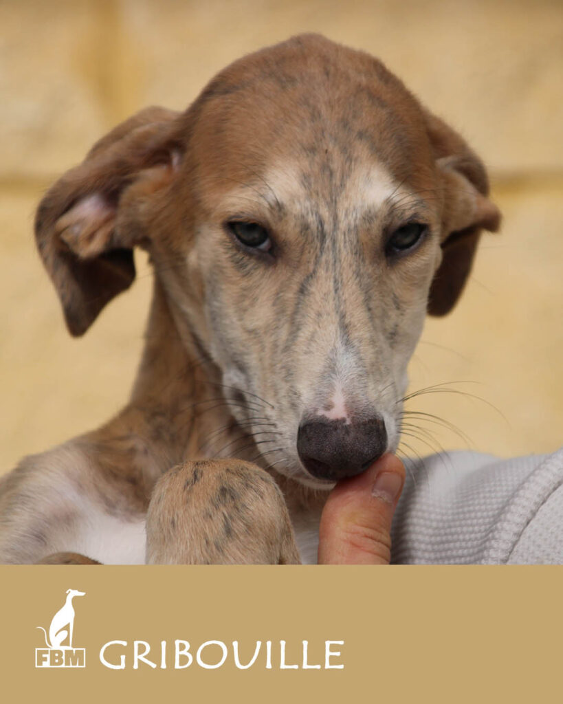 Gribouille Chiot (M) / FBM Adopté