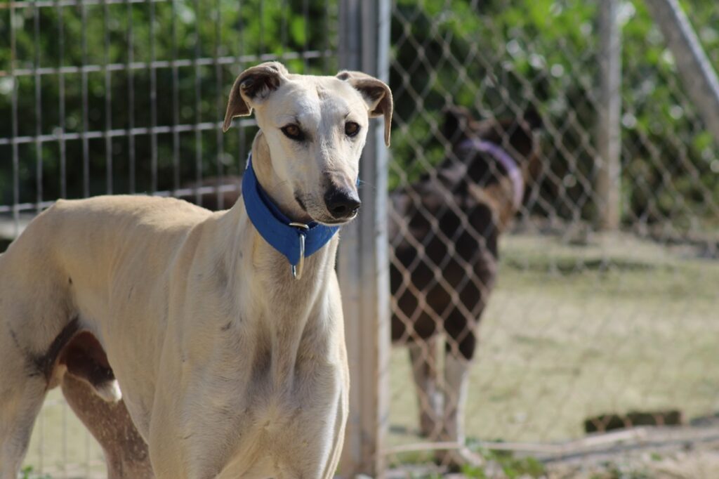 Leon (M) / Ecija Adopté