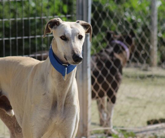 Leon (M) / Ecija Adopté