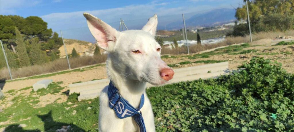 MONA (F) / Podenca / Adoptée en Espagne