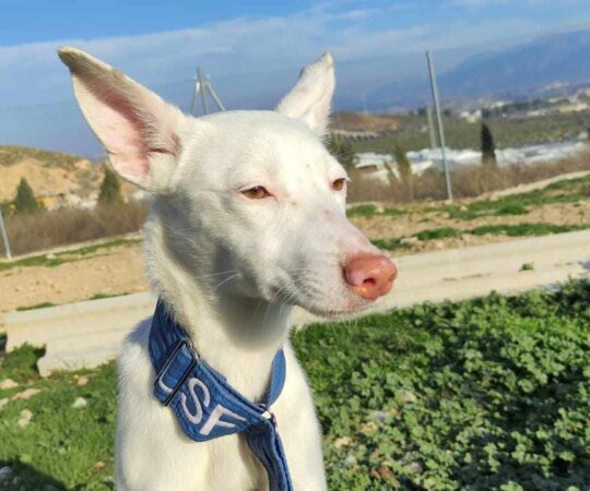MONA (F) / Podenca / Abyda
