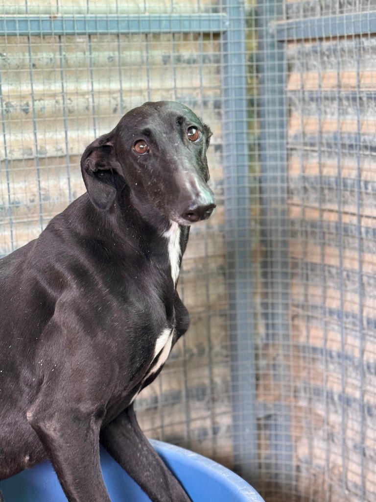 Pongo (M) Tobarra