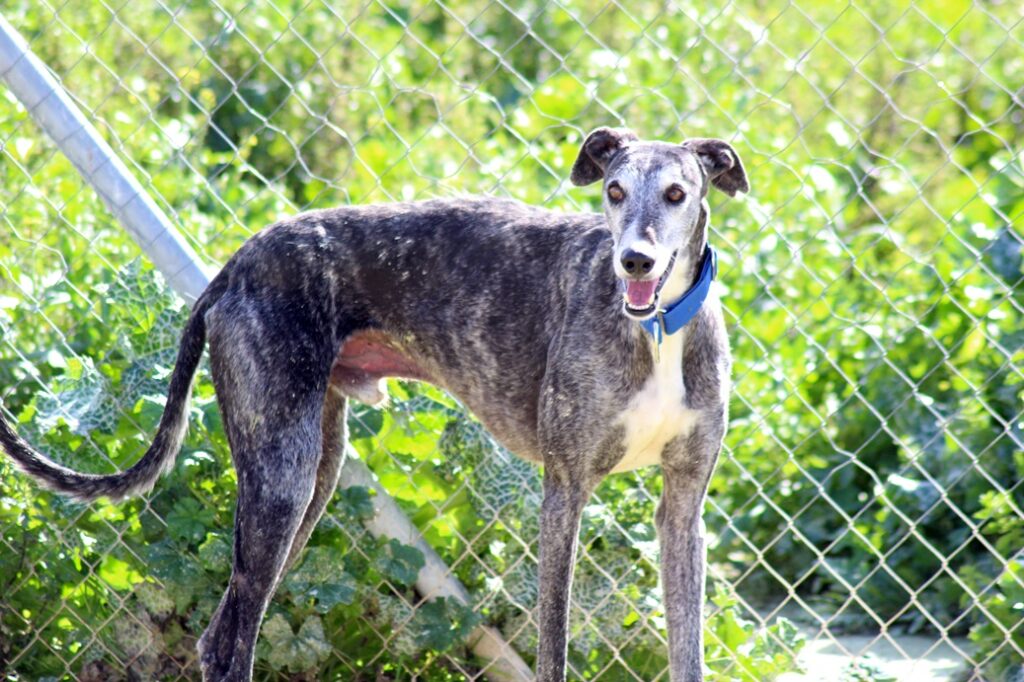 Taho (M) / Ecija