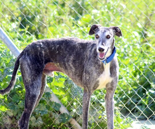 Taho (M) / Ecija