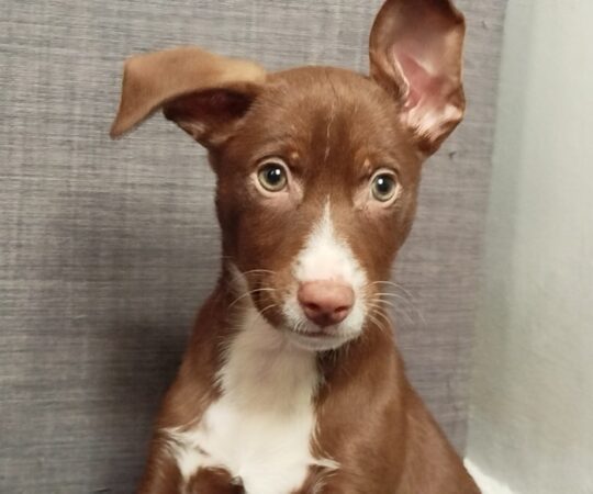 Bambino (M) Chiot Podenco/ Ecija.