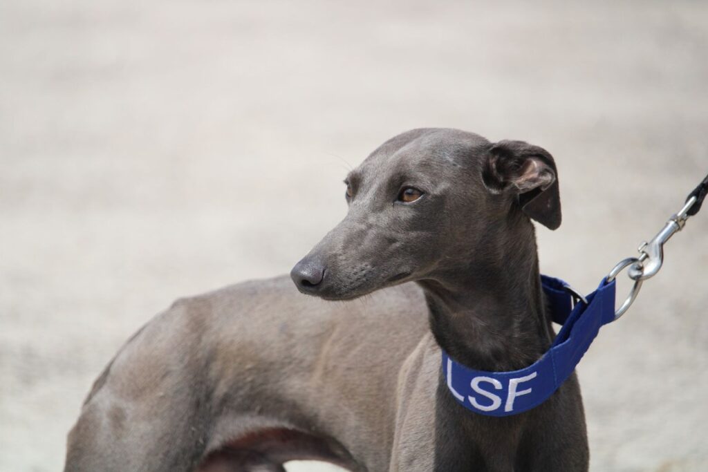 Muffin (M) Whippet / FBM Adopté