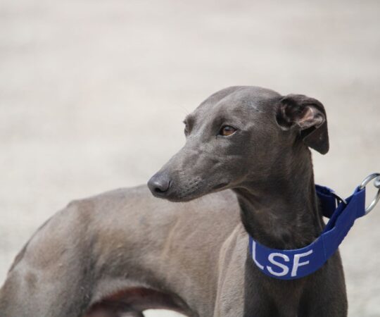 Muffin (M) Whippet / FBM Adopté
