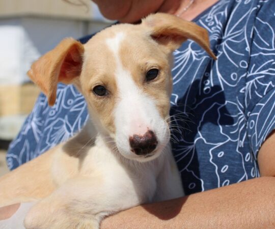 Abysse Chiot (F)/ Refuge FBM
