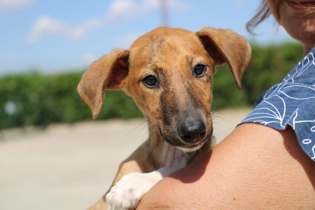 Aristote Chiot (F) / Refuge FBM