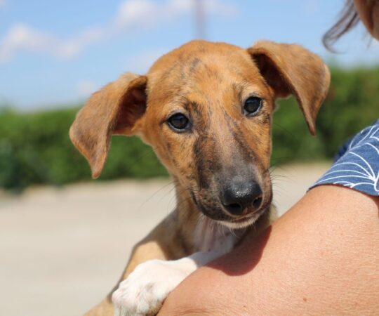 Aristote Chiot (F) / Refuge FBM