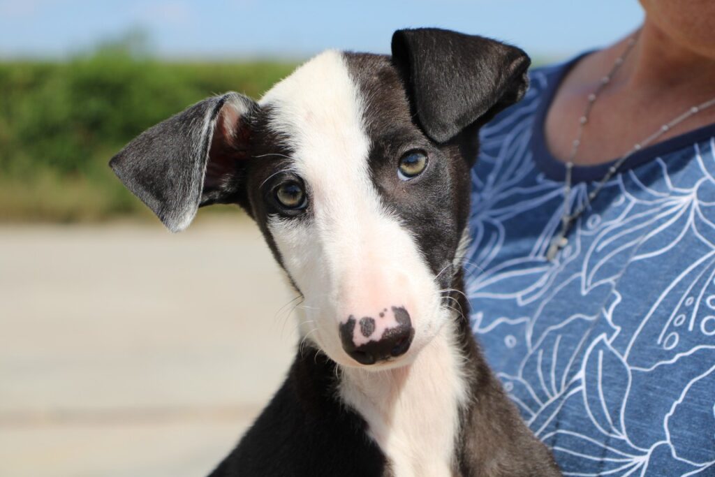 Arthur Chiot (M) / Refuge FBM Adopté