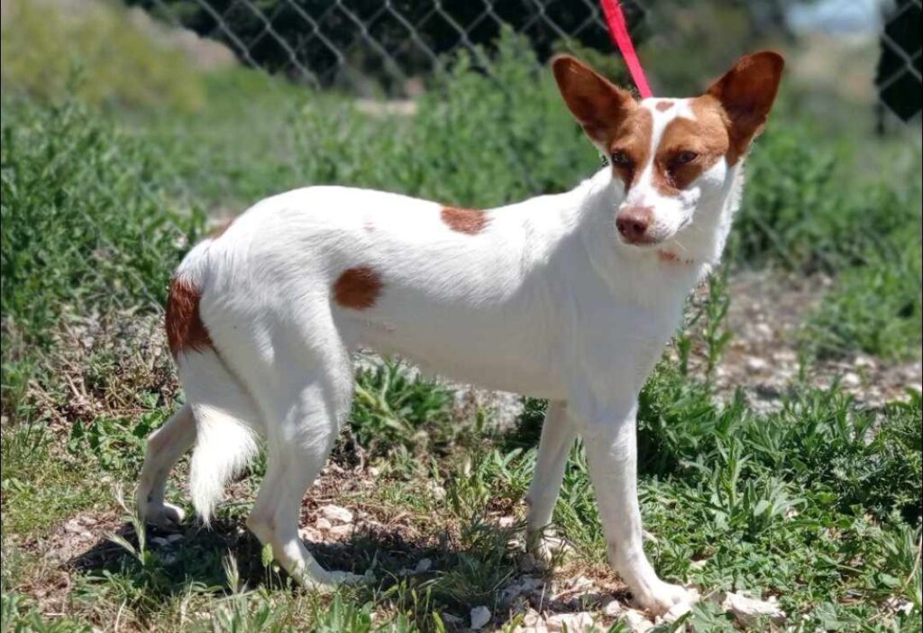 Candy (F) Pod / Abyda Adoptée