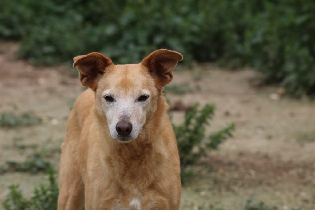 Cuquina (F) Pod Senior/ 9 ans de refuge /  Ecija