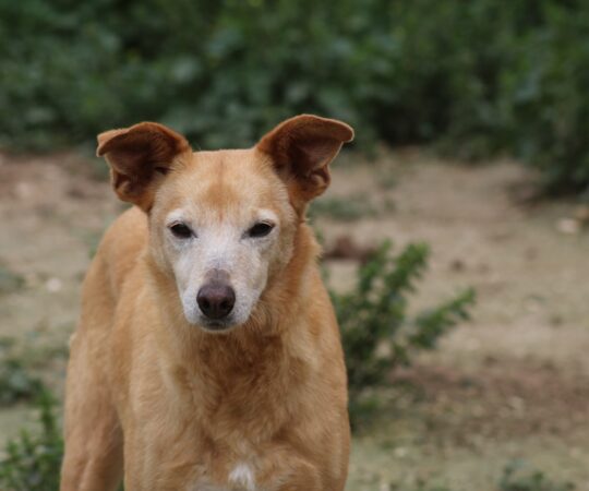 Cuquina (F) Pod Senior/ 9 ans de refuge /  Ecija