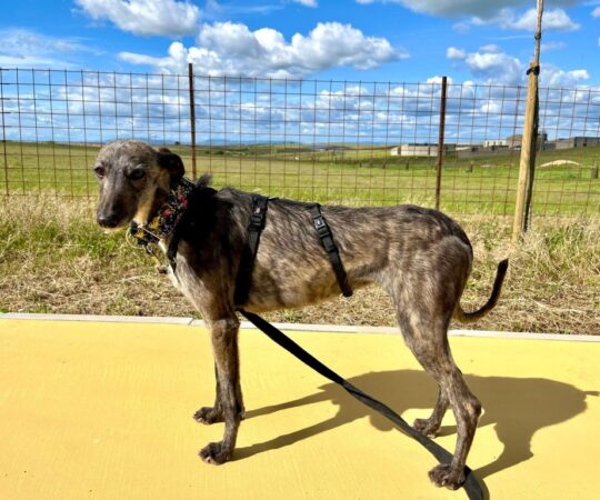Lola (F) / Refuge de Caceres