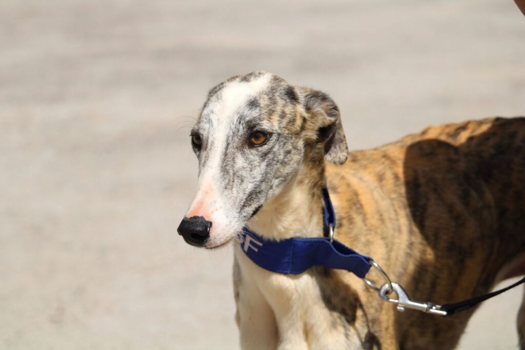 Lord (M) / Refuge de la FBM Adopté