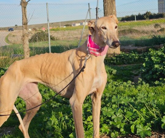 Perla (F) Senior  / Refuge de Caceres