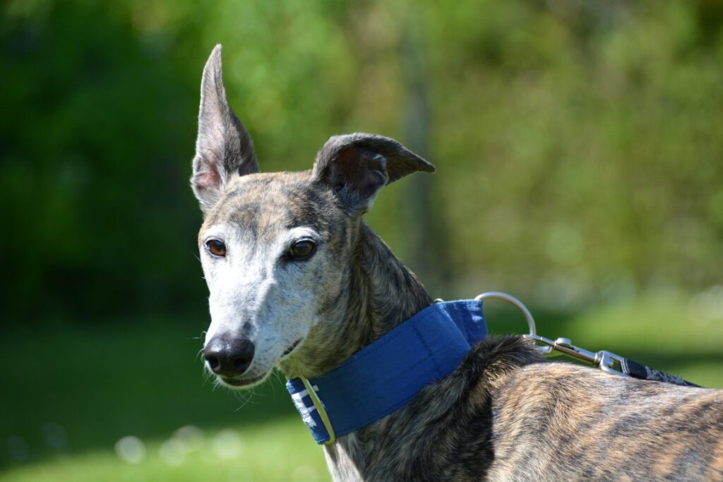 Tala (F) / Déjà en France en accueil dans le 02