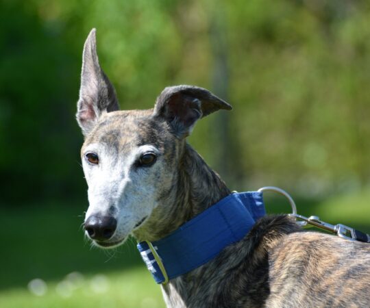 Tala (F) / Déjà en France en accueil dans le 02