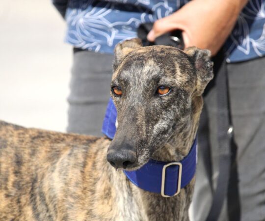 Vega (F) / Refuge de la FBM