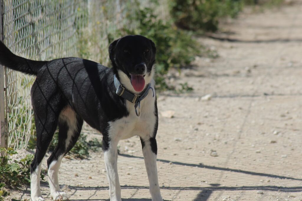 Yolanda (F) Pod X / Ecija