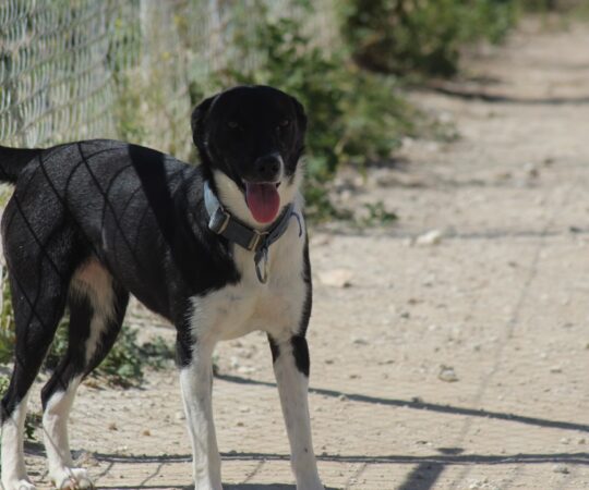 Yolanda (F) Pod X / Ecija
