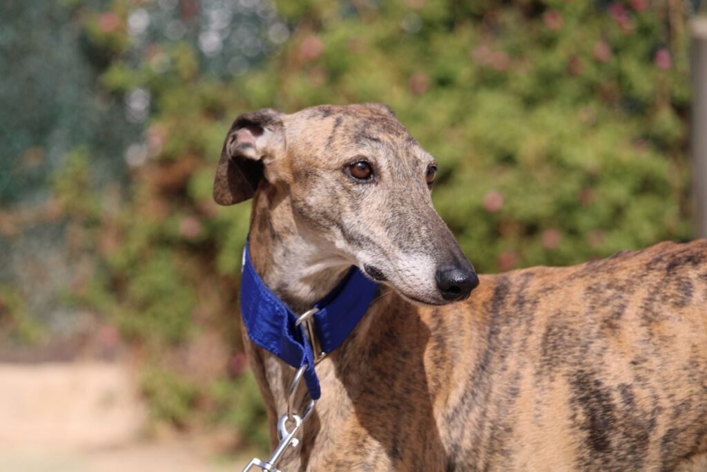 Amalia (F) Senior / Refuge FBM