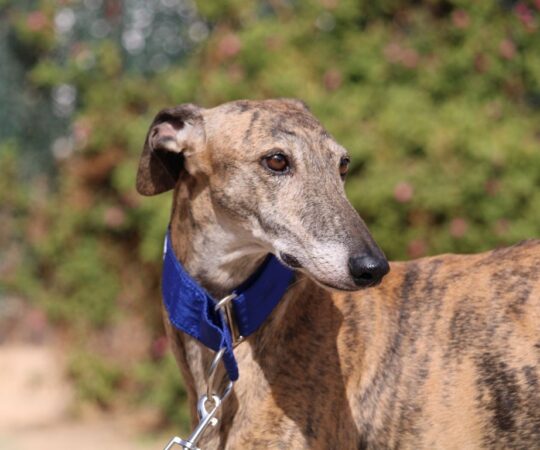 Amalia (F) Senior / Refuge FBM