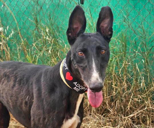 Bimba (F) / Refuge de Carmona