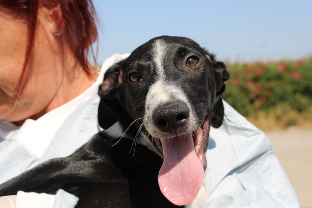 Brownie (M) Chiot / FBM  Adopté