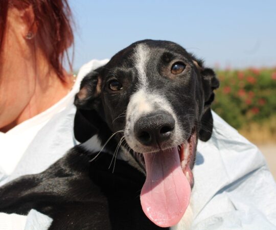 Brownie (M) Chiot / Refuge FBM .