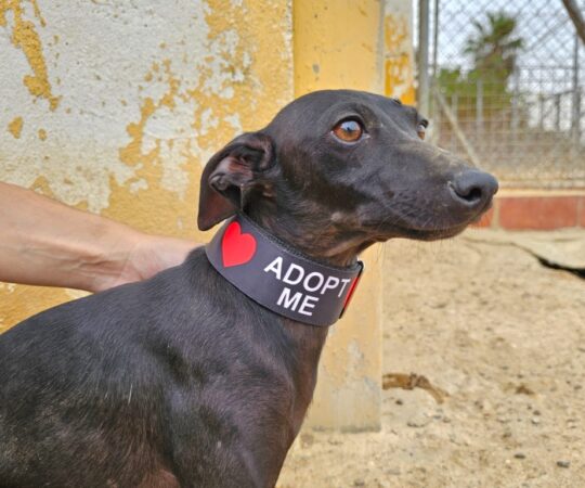 Bubba (M) PLI / Refuge de Carmona Adopté