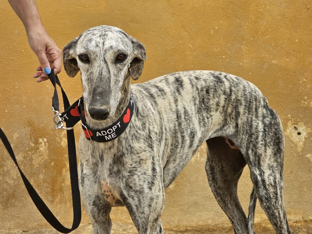 Chica (F) Refuge Carmona .