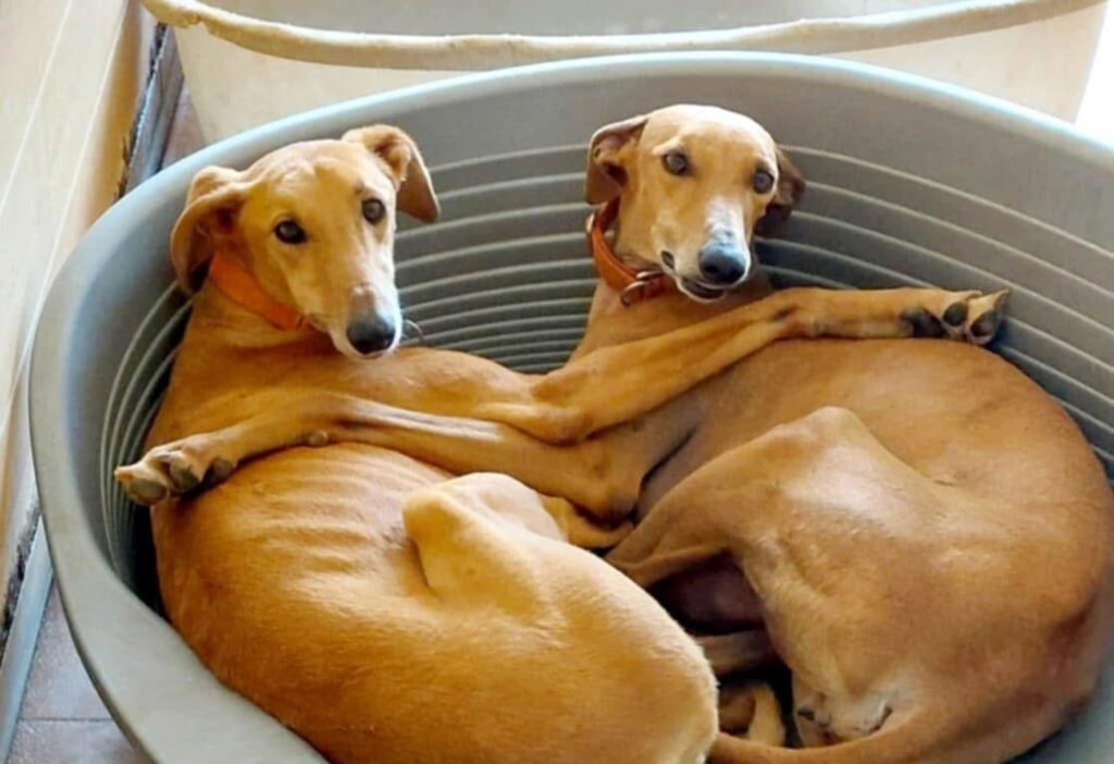 Priscila et Esperanza à adopter ensemble / FBM Adoptée