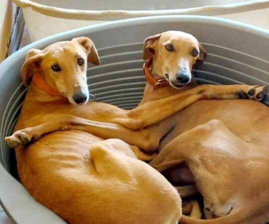 Priscila et Esperanza à adopter ensemble / FBM.