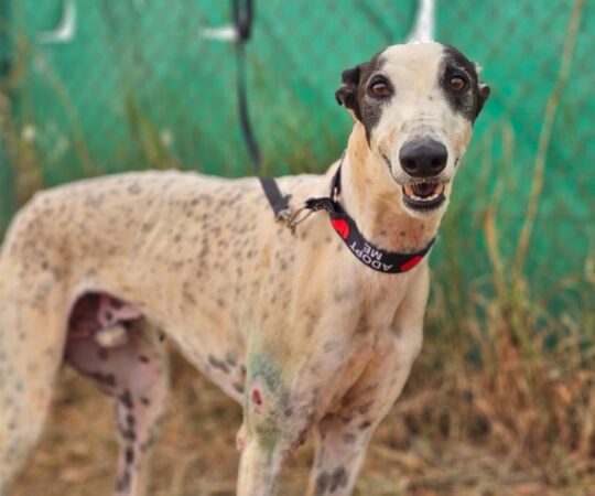 Kenzo (M) Refuge de Carmona