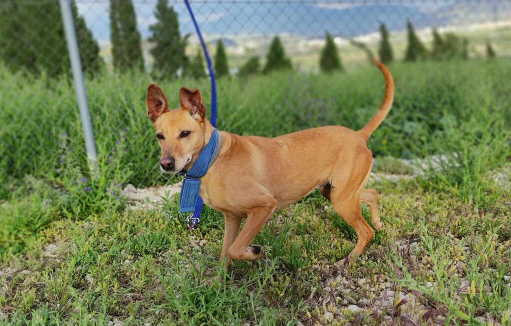 LINDA (F) / x-podenco / Abyda